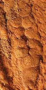 The_first_sexual_being