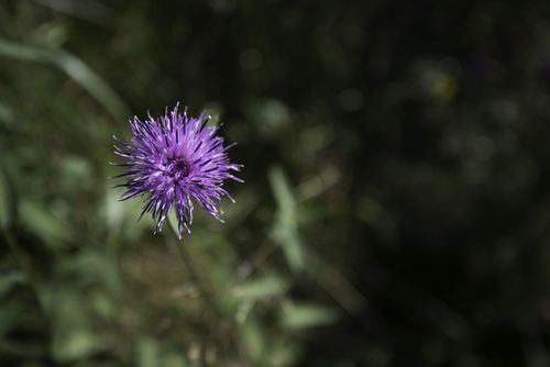 Steven3a-4 Steven3a-4